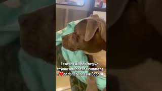 Eggroll needs urgent critical care 🐾. Donate via bio link . Share to help 🙏.