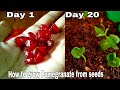 How to grow pomegranate from seeds with update, grow Pomegranate from Pomegranate