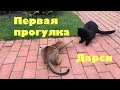 Кошки. Первая прогулка котенка Дарси.