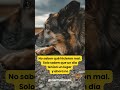 No todos los perros vuelven a casa 💔