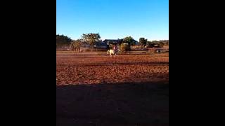 Smokey flat work bareback