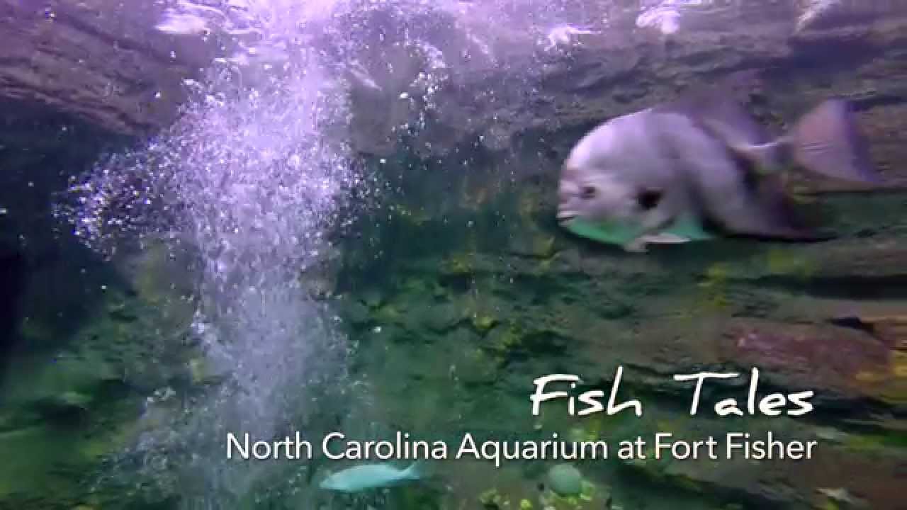 Go With the Flow...NC Aquarium at Fort Fisher Kure Beach, NC YouTube