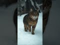 Eastern European Cats #3