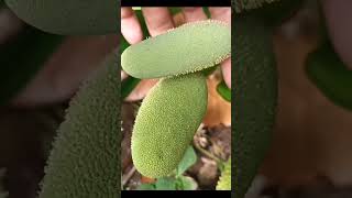 Download Lagu cara mengawinkan bunga,nangka nangkadak, cimpedak, MP3