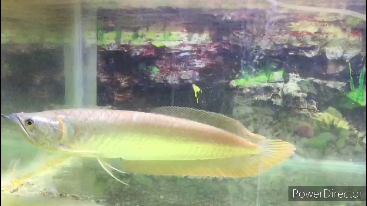 Ikan arwana silver