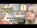 20 вещей которые надо знать о ЖИРНОХВОСТЫХ ПЕСЧАНКАХ прежде чем завести. Кисели дома! :)