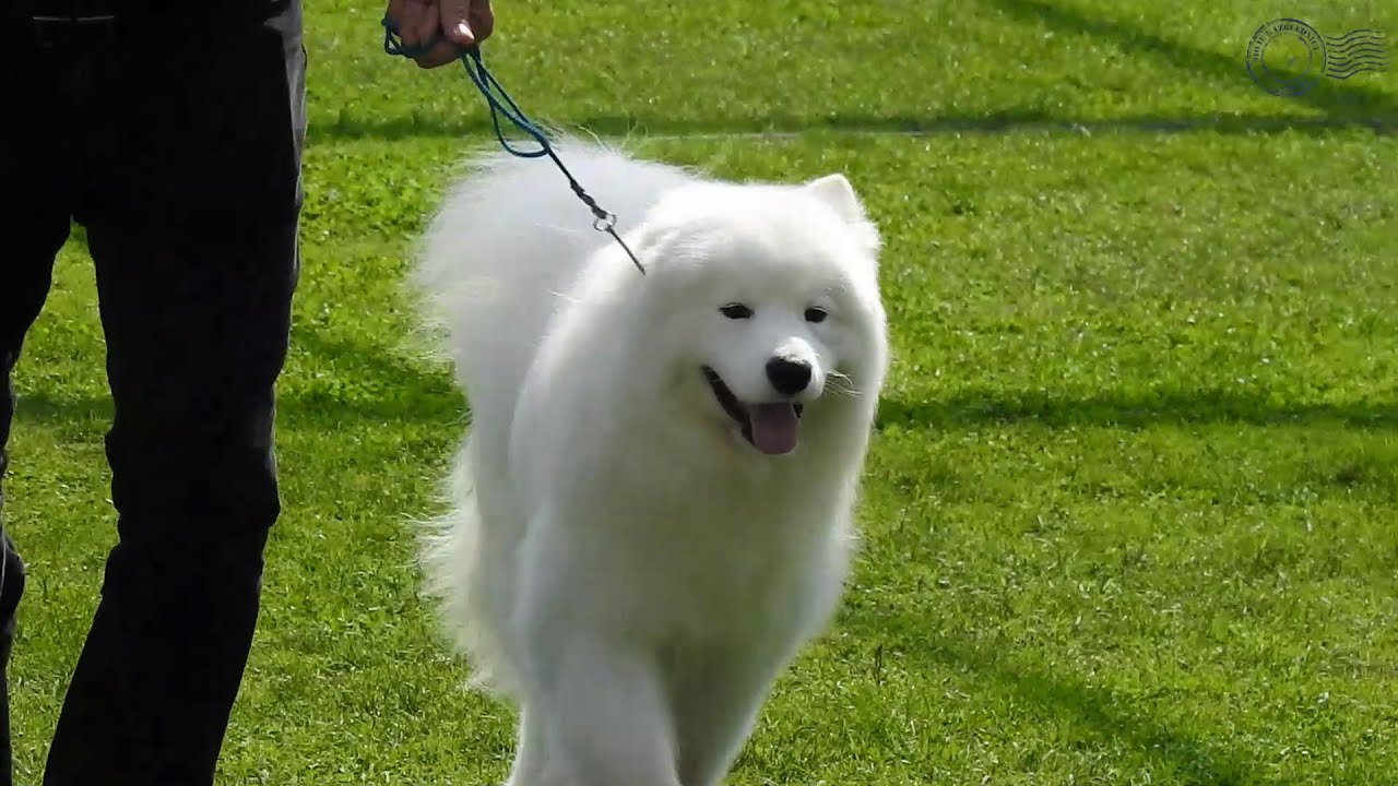 CACIB Karlovac - 4 Rivers Winner (Izložba pasa)