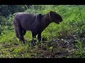 EL YAGUARUNDÍ CAPTURADO POR CÁMARAS TRAMPA