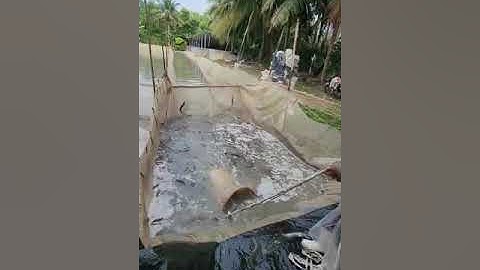 Được mùa được giá với cá lóc #shorts