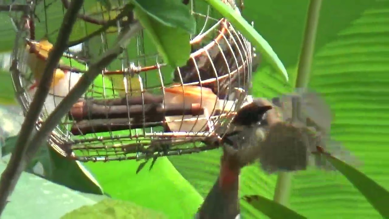 bẫy chào mào siêu máu chiến siêu lì tập 1
