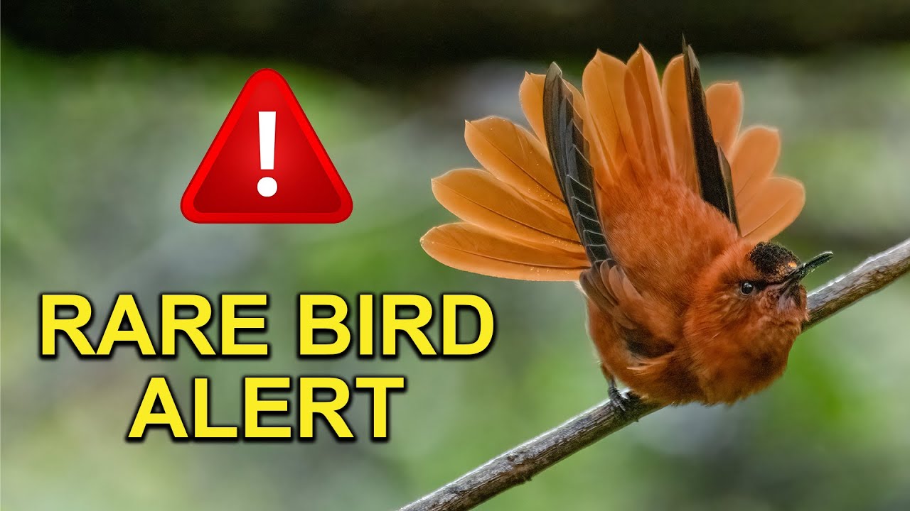 激レア! hummingbird Crown Boy 155cm ソバット 2025年最新