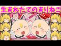 【ゆっくり茶番】ミニまりねこちゃん誕生！！【子猫】