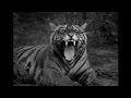 STRESS - Jungle - Making of