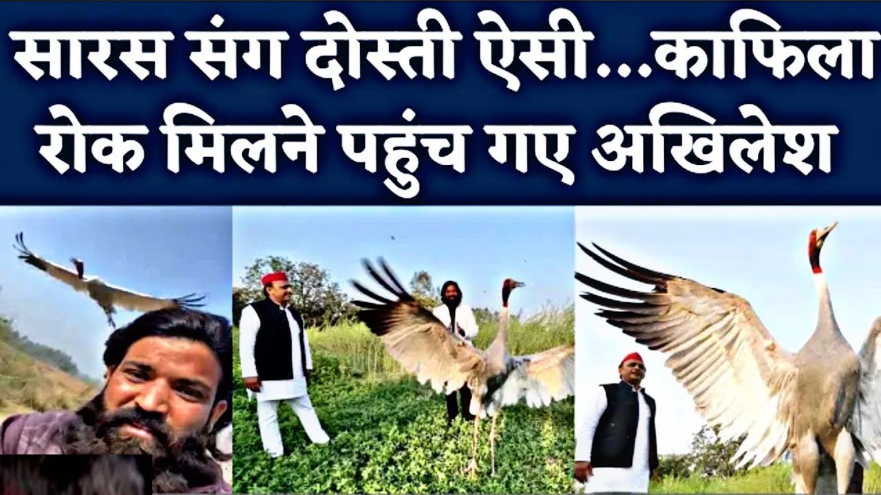 Amethi के Arif के saras से मिलने पहुंचे akhilesh yadav | Amethi saras man meets with akhilesh yadav