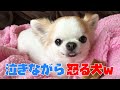 チワワのティーナ　ガルガルうなっているけど怒っているのか泣いているのか分からない顔の犬ｗ