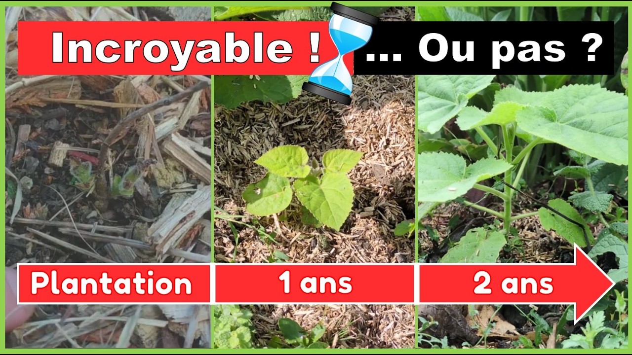arbre paulownia - Vidéo tutoriel