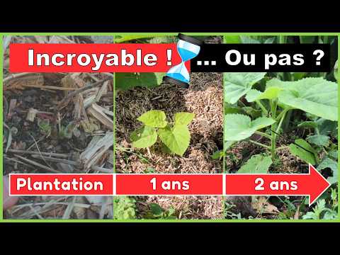 Vidéo : PAULOWNIA : arbre incroyable. vraiment ?