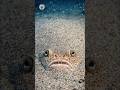 The Creepy Fish That Looks at the Sky! #shortvideo #shorts #facts