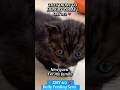They Didn’t Go Hungry Today 🐾| Day 112 ❤️Feeding Street Cats daily #shorts #cat  #cats  #fyp #reels