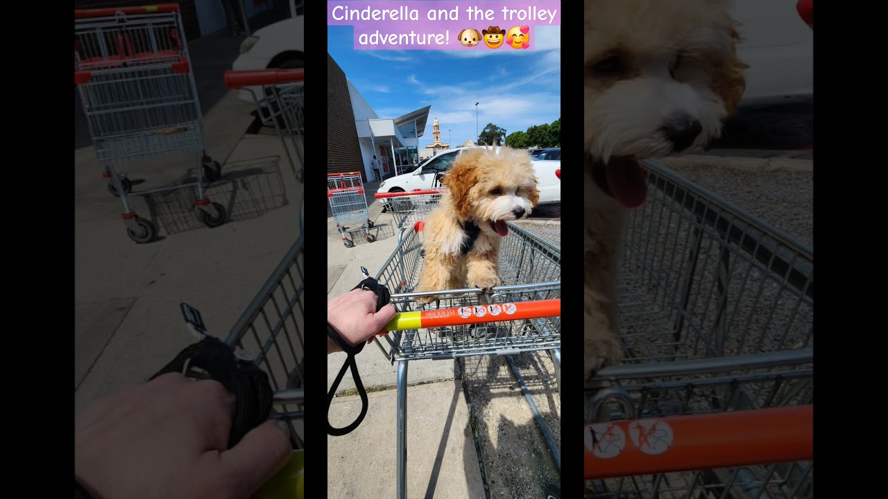 Cinderella and the Trolley adventure! 🐶🤠🥰