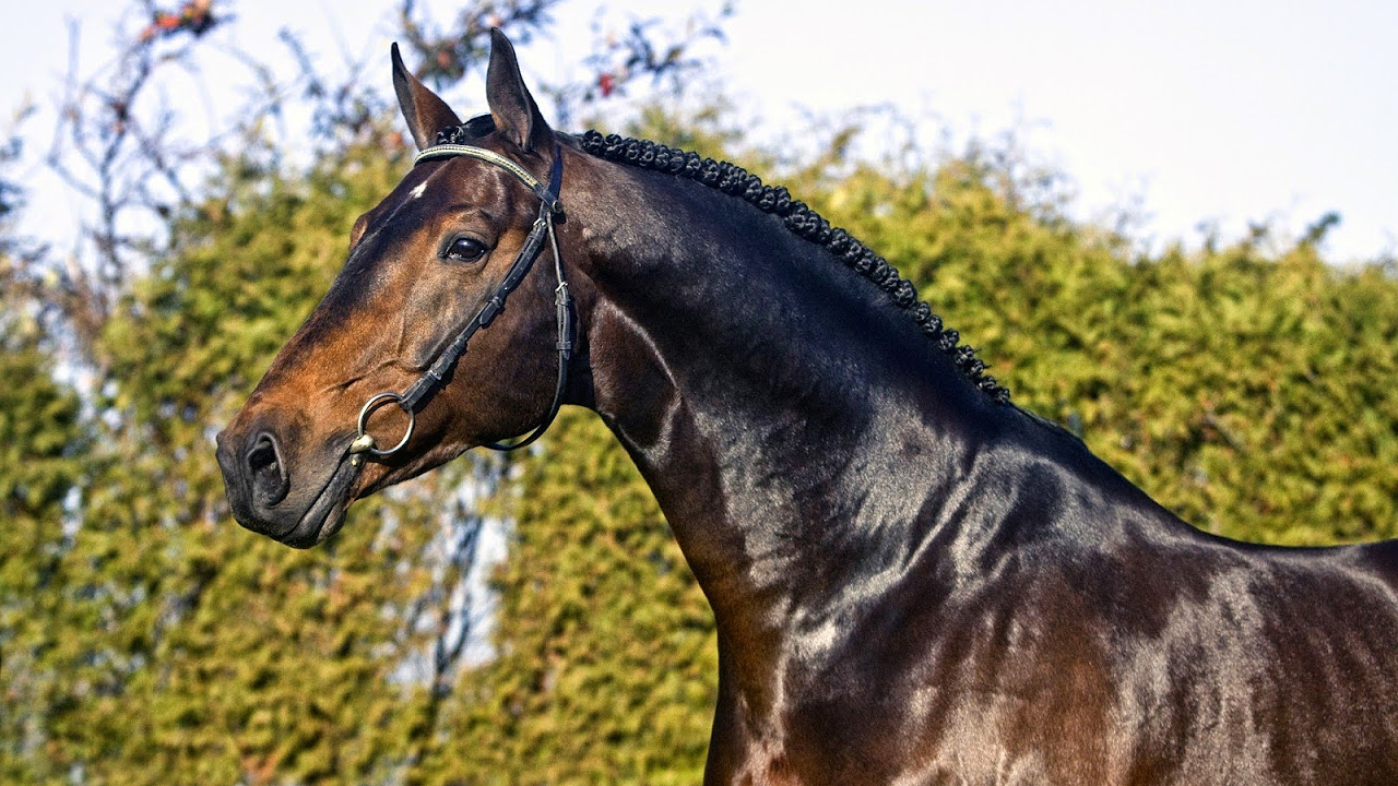 Amazing Horse   Holsteiner Horse