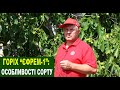 №132 Горіх &quot;Єфрем-1&quot;: особливості сорту