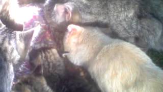 allbutfour08152015
