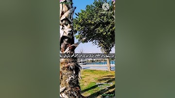 ولقد صدق عليهم إبليس ظنه) سورة سبأ _حالات واتس اب