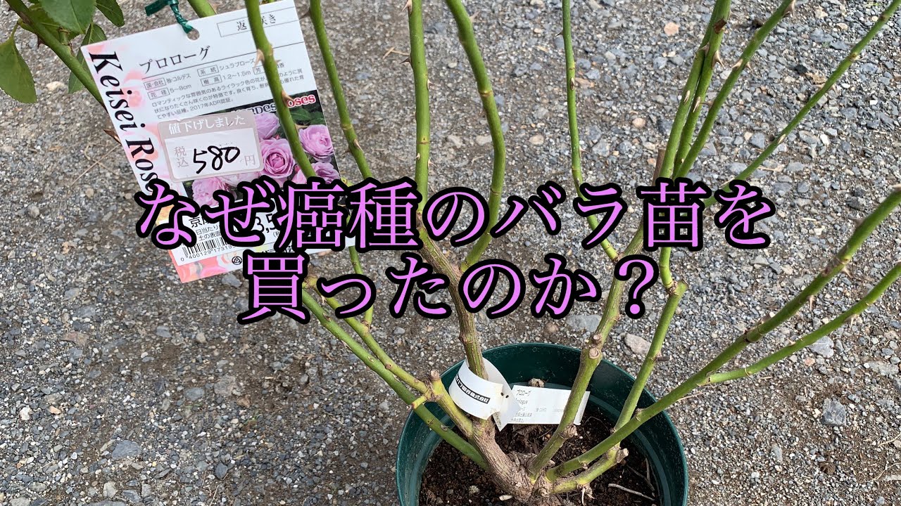 なぜ癌種のバラ苗を買ったのか？ばらきち的癌種の認識をお話しします