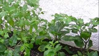 My Hot Pepper Garden 2012 - Video 2