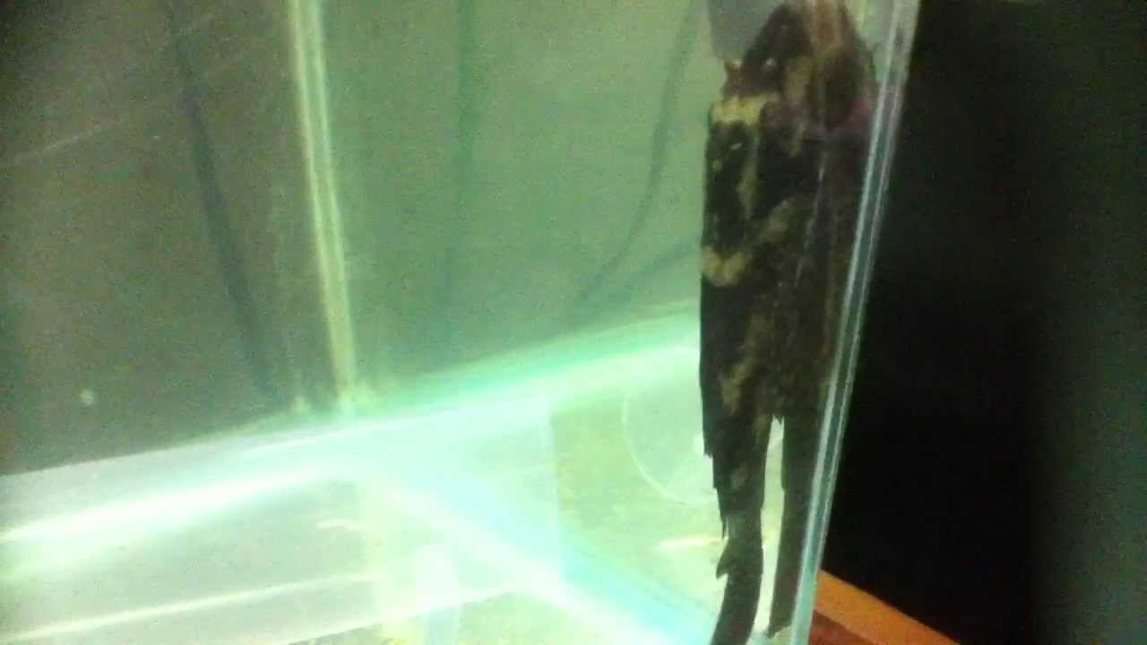 New Fish Black Ghost, Clown Knife in their new 20