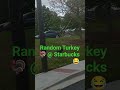 #turkey#birds#funny
