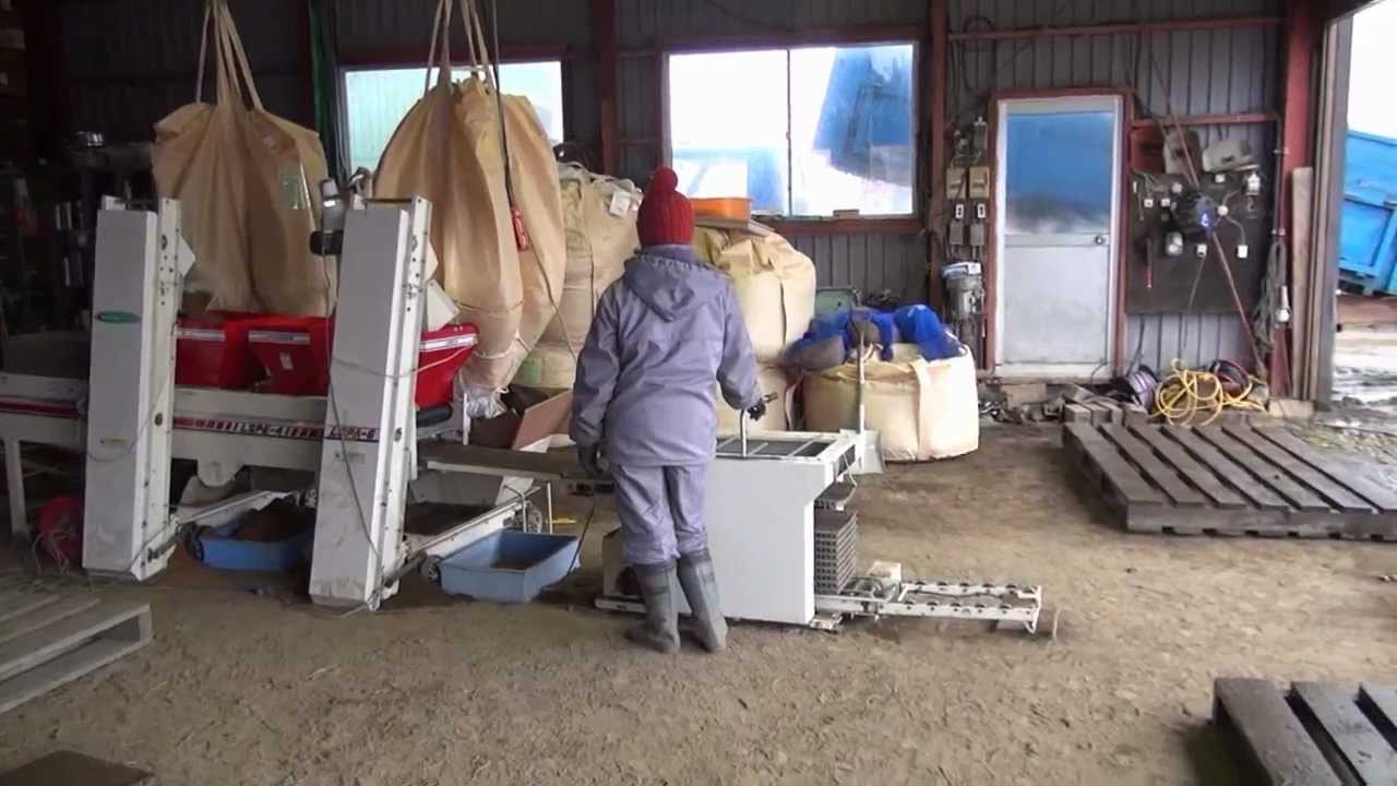 Rice sowing and planting 水稲ﾊｳｽ準備、種まき、田植まで