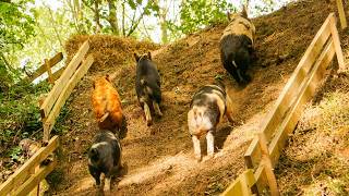 New Pig Race Track - The Cliff Racetrack