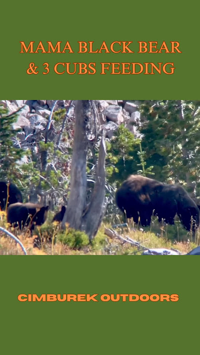 Mama Black Bear & 3 Cubs Feeding #blackbears #bear #blackbear #blackbearhunting #bearcub