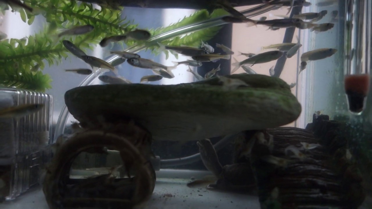 金魚鉢と水槽で飼育しているメダカ 私の趣味