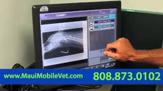 At Home Animal Hospital and Mobile Veterinary Services - Short | Kahului, HI