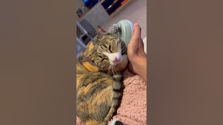 Cat massager gone viral 😁🐈 #kitty #catcat #catlover #kittycat #funnycats #catmassage #cutekitty