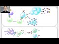 Respuesta inmune celular y humoral V49