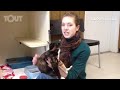 Cat of the week at the Humane Society of Lebanon County#LDNews