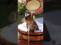Bathing time Quokka #cute #quokka #animal #happy