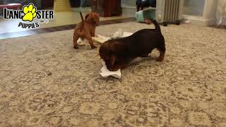 Playful Mini Dachshund Puppies