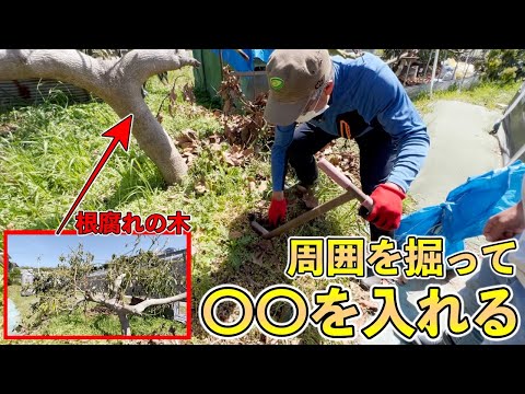 宿根草が浮き上がる原因と今すぐできる対策