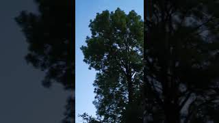 Le Chant De La Nature