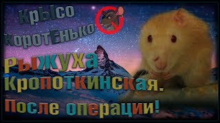 Рыжуха Кропоткинская, после операции. Карантин и Рыжуха Кропоткинская, после операции. Карантин и