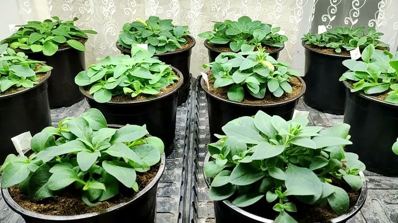 Рассада петуний растет как на дрожжах. Срочно нужно пересаживать.