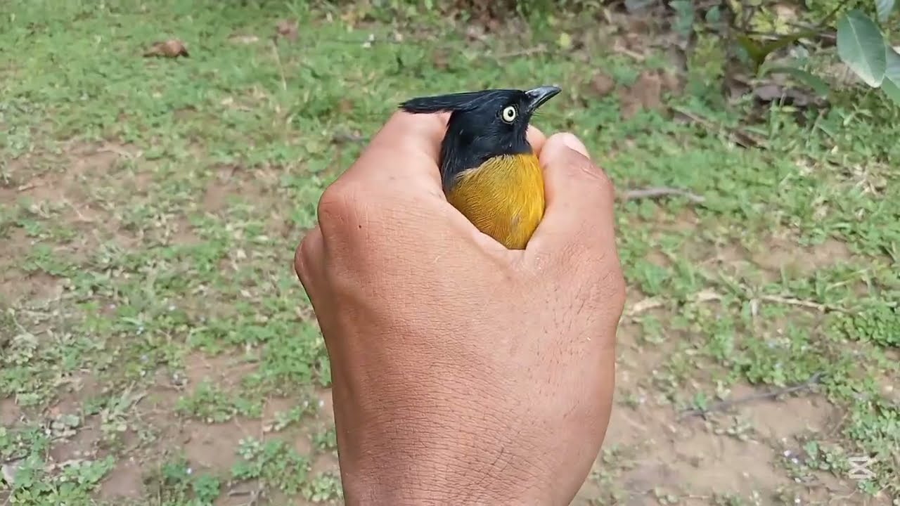 ต่อนกปรอดเหลืองหัวจุกep2 จัดไป 1 แต้มสวยๆ