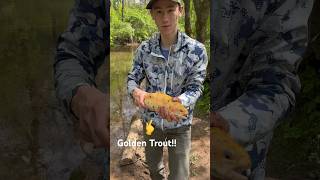 Catching a Rare Fish down at the creek!! #fishing #troutfishing #trout #outdooradventures