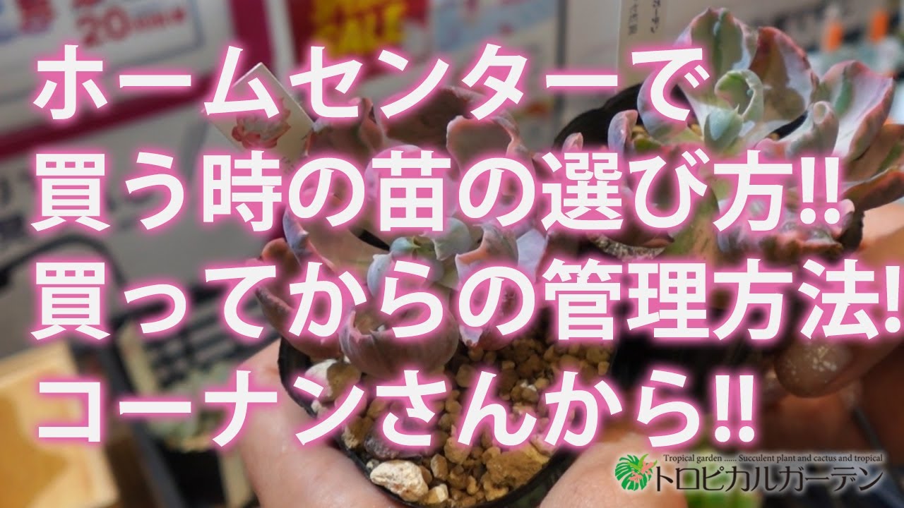 Succulents] How to Choose Healthy Succulents at the Home Center