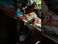 #cat #kucinganggoralucudanimut #studywithmeandmycat #kitten #cute #cutecat #whowillbemylifepartnerta